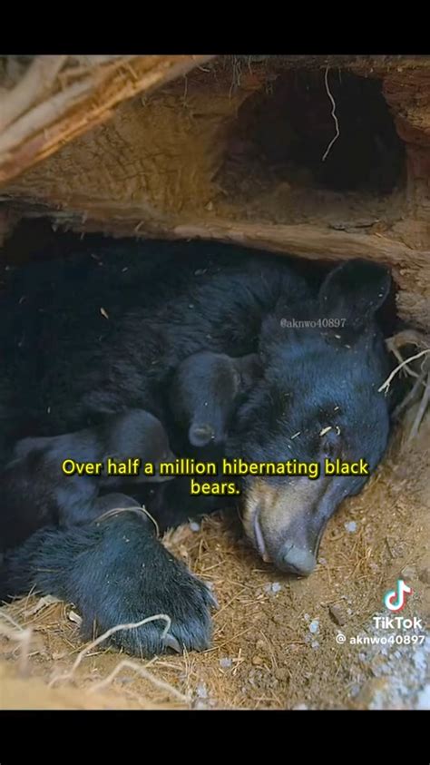 Mother Black Bears are hibernating with their newborn cubs all across ...