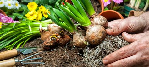 Spring Bulbs for Beginners | DoItYourself.com