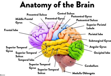 Human Brain Anatomy Regions Labeled Educational Chart Mural Postersexiezpix Web Porn