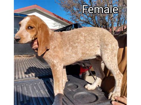 3 American English Redtick Coonhound Puppies Las Cruces - Puppies for Sale Near Me