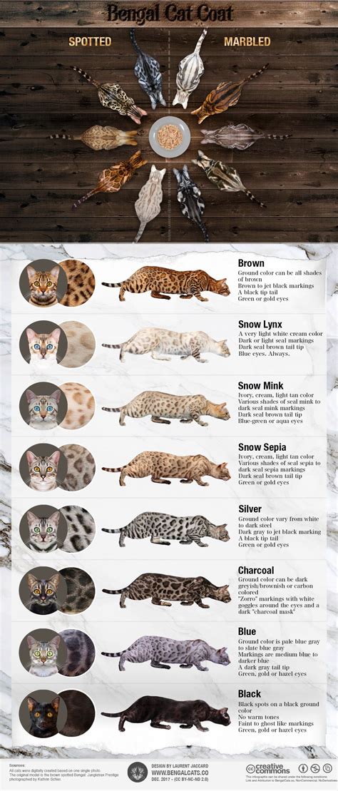 Bengal Cat Coat: Colors and Patterns [Infographic) https://www ...