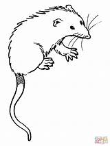 Opossum Coloring Pages sketch template