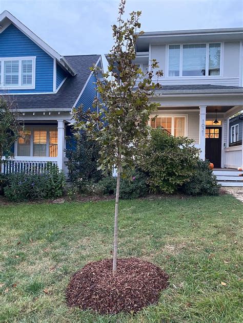 New Tree Growth Stages — Nashville Tree Conservation Corps