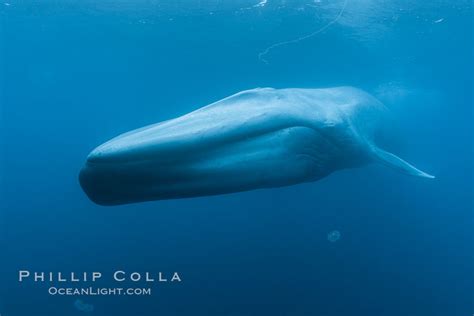 Blue whale underwater closeup photo, Balaenoptera musculus, California