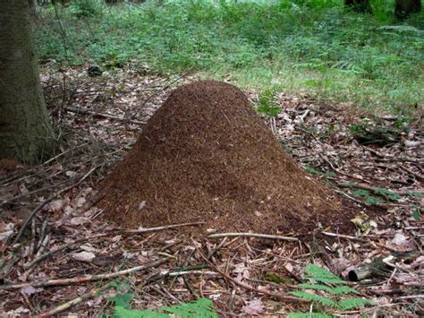 Wood ants' nest, Hawkbatch area of Wyre... © P L Chadwick :: Geograph ...