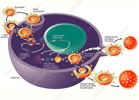 Virus Cell Diagram