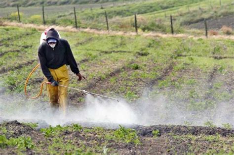 Perú: ¿Existe Sostenibilidad Ambiental en su Agricultura? - Instituto Peruano de Protección ...