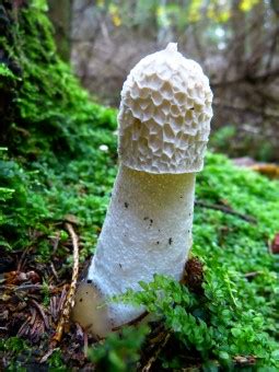 Free Images : tree, flower, flora, fungus, woodland, fruiting bodies, agaricus, macro ...