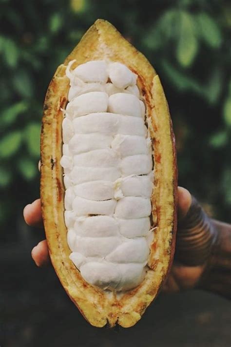 Cocoa Seeds Cacao Seeds Theobroma Free Shipping Sri Lanka - Etsy Canada