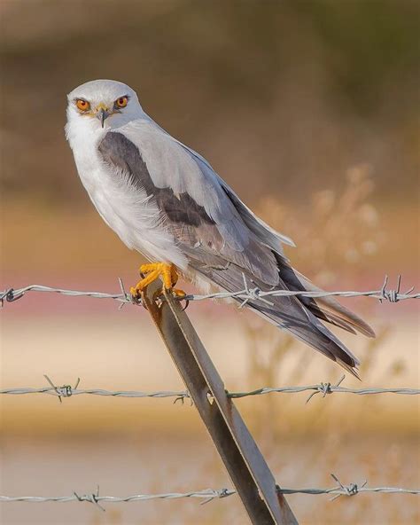 White-tailed Kites | Birds of prey aesthetic, Birds of prey, Beautiful ...