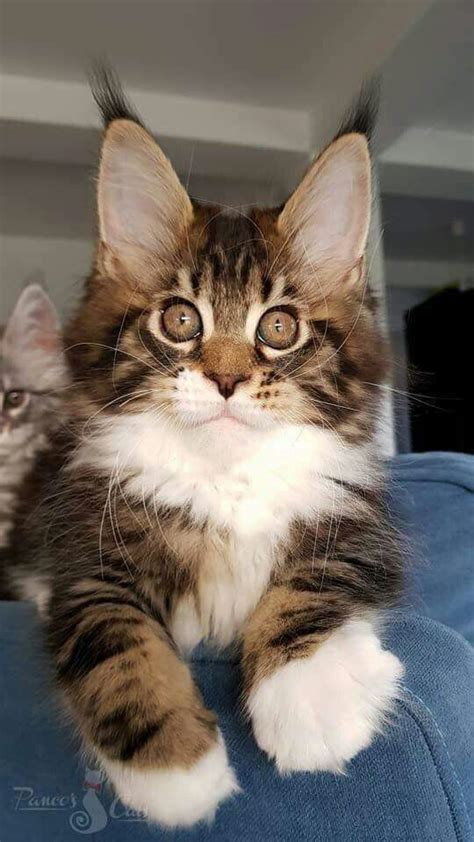 Maine Coon Bengal Mix Kittens For Sale | koratcapicturesny