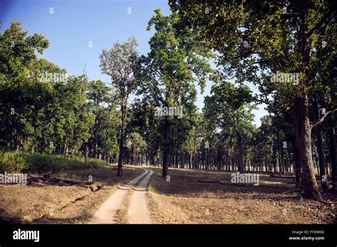 Kanha–kisli national park forest hi-res stock photography and images ...