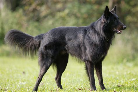 Belgian Sheepdog Puppies for Sale from Reputable Dog Breeders