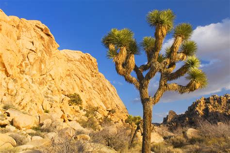 Desert Biome Is the Driest