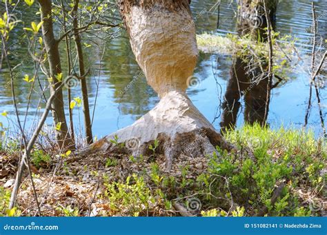 The Beaver Teeth Marks on a Tree Trunk, Tree Gnawed by the Beaver Stock Image - Image of ...