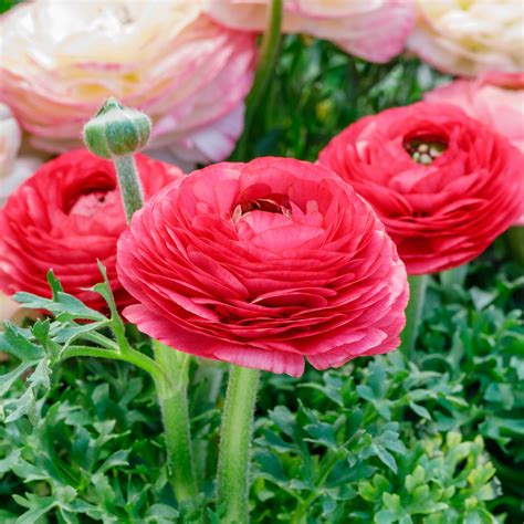 Ranunculus Tecolote Rose (10 Flower Bulbs) - Walmart.com - Walmart.com