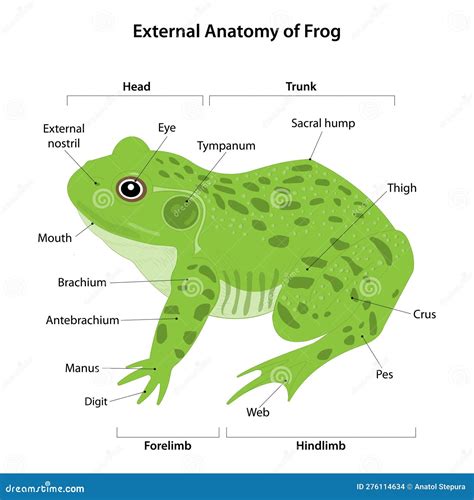 External anatomy of Frog stock illustration. Illustration of biology ...