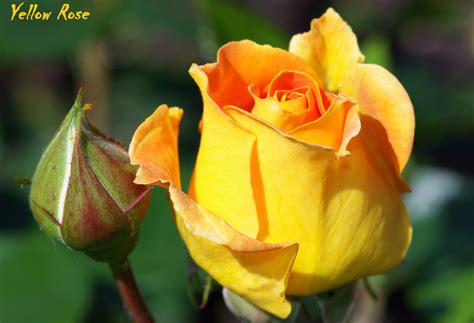 Bunga Mawar Kuning - Yellow Rose Photos - Alam Mentari