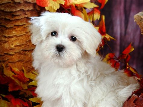 White Fluffy Puppy,.... - XciteFun.net