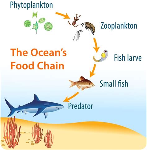 phytoplankton in the oceanic food chain - Bing Images | Food chain, Ocean food web, Ocean food chain