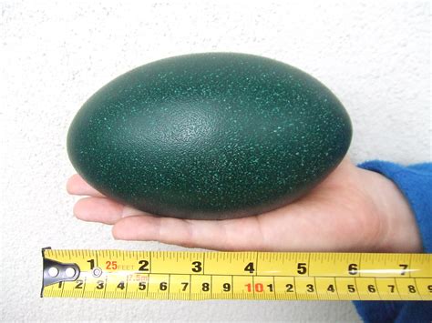 An almost complete extinct dwarf emu egg found on King Island