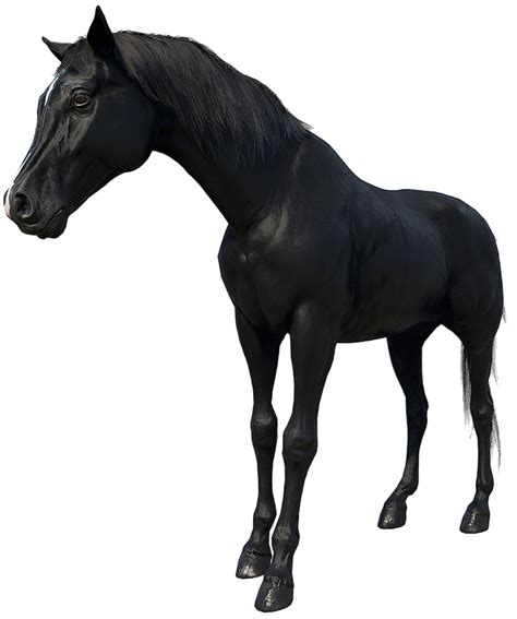 Black Arabian Horse Head