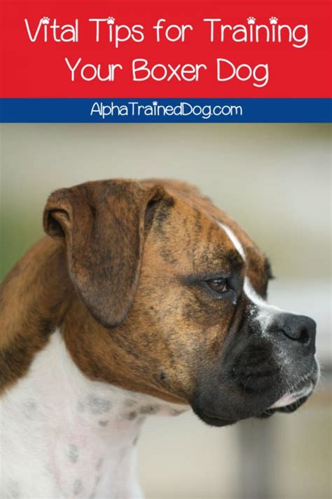 Boxer Dog Training Tips for Success - Alpha Trained Dog