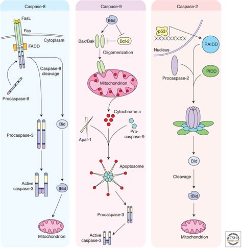 Cellular Mechanisms Controlling Caspase Activation and Function