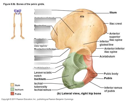 Pelvic Girdle Part 3 Diagram | Quizlet