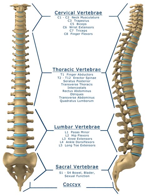 spine | Sargam Mishra