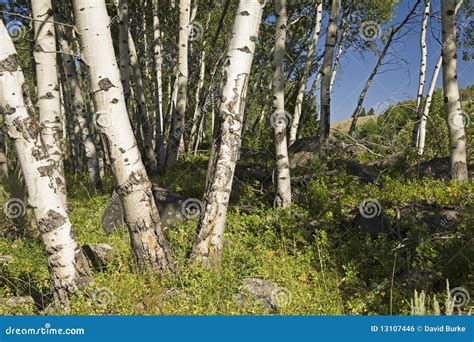 Aspen grove stock photo. Image of habitat, hiking, logs - 13107446