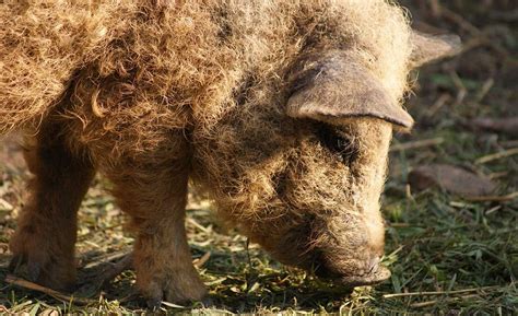 Review: The Mangalitsa Pig: Royalty is Coming to America | Mangalitsa pig, Modern farmer, Pig