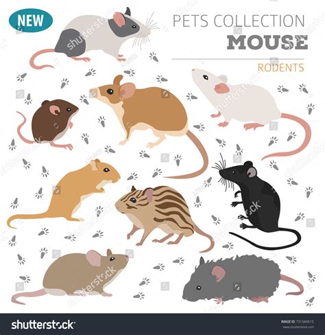 Mice Breeds Icon Set Flat Style Stock Vector (Royalty Free) 731560615 | Shutterstock