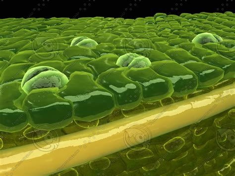 mesophyll cells plant 3d model