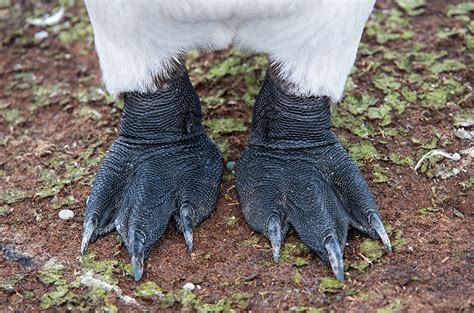 Penguin Feet | Sean Crane Photography