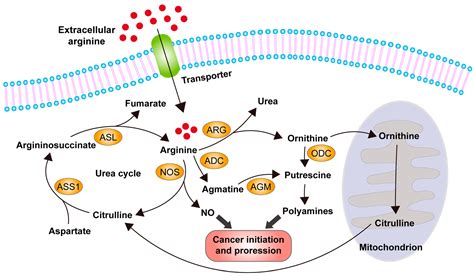 IJMS | Free Full-Text | Unlocking the Potential of Arginine Deprivation Therapy: Recent ...