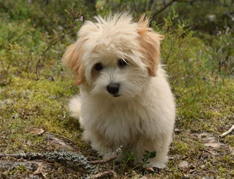 10 Adorable Havanese Puppy Haircuts in 2024 (With Pictures)