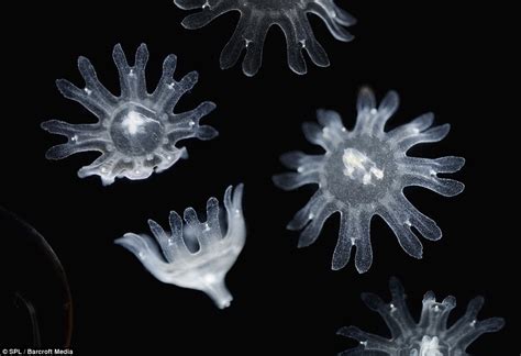 jellyfish larvae - pictures, photos