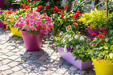 Ideas for Stunning Container Gardens All Summer season Lengthy - Academy-Garden Blog