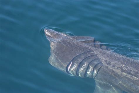 Basking Shark — Hebridean Whale & Dolphin Trust