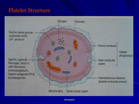 PPT - PLATELETS PowerPoint Presentation, free download - ID:229822