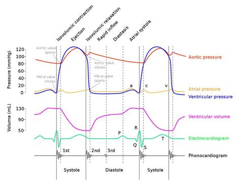 Wiggers Diagram 2 - Wiggers diagram - Wikipedia | Heart sounds, Cardiac cycle, Cardiac nursing