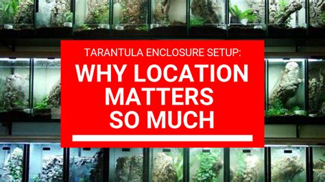 Tarantula Enclosure Setup: Why Location Matters So Much