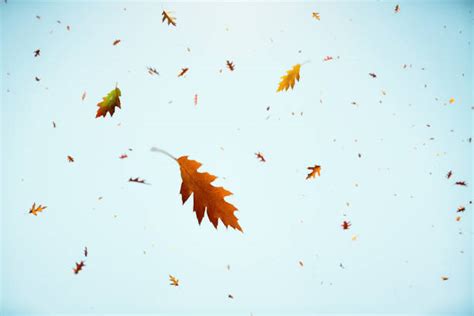 Leaves Blowing In The Wind Stock Photos, Pictures & Royalty-Free Images ...