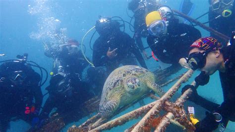 Scuba Diving at Mabul Island - YouTube