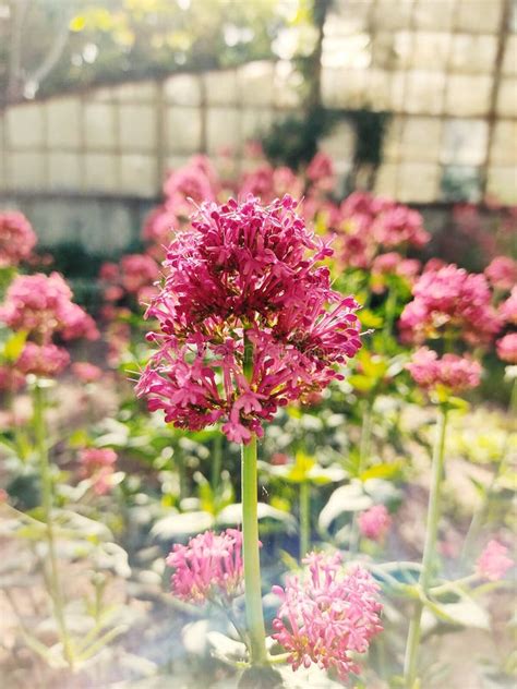 Red Valerian Plant in the Garden Stock Photo - Image of gardening ...