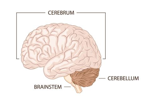 Cerebrum | Neurological Foundation