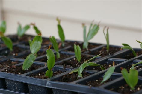 Vita: Christmas Cactus Cuttings