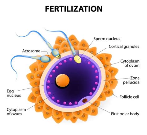 What Does Fertile Mean? | Time To View Deep Insights