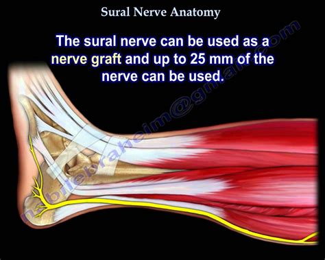 Sural Nerve Anatomy - Everything You Need To Know - Dr. Nabil Ebraheim ...